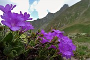 79  Primula irsuta (Primula hirsuta) sul Monte Avaro